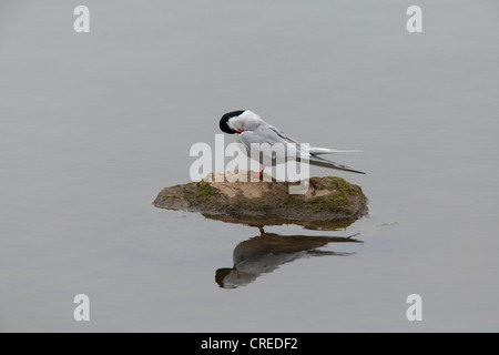 Common Tern Sterna hirundo adulto in allevamento piumaggio arroccata su una roccia preening Foto Stock