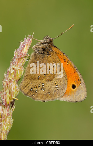 Grande Heath o anello comune butterfly (Coenonympha Tullia) Foto Stock