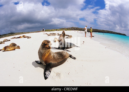 Le Galapagos Sea Lion (Zalophus californianus wollebaeki), Colonia, Ecuador Isole Galapagos Foto Stock