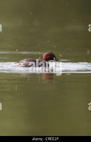 Tuffetto o Dabchick, Tachybaptus ruficollis, la cattura di pesce in questo caso una tre-imperniate Stickleback, East Yorkshire, Regno Unito Foto Stock