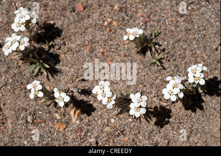 Nassauvia aculeata fiori Parque National Monte Leon costa atlantica Santa Cruz provincia Sud Patagonia Argentina Foto Stock