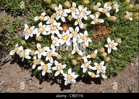 Burkartia lanigera cuscino di piante di fioritura Parque National Monte Leon costa atlantica Santa Cruz Provincia Patagonia Argentina Foto Stock