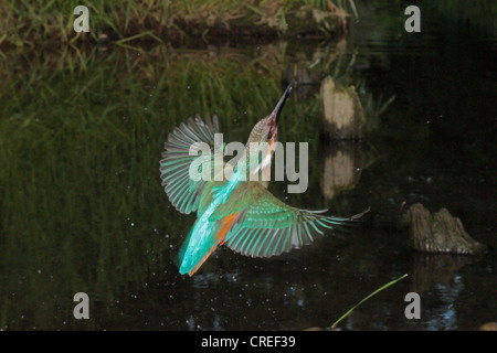 Fiume kingfisher (Alcedo atthis), maschio battenti dopo inefficace hunt per la pelle sollevata, in Germania, in Baviera, Isental Foto Stock