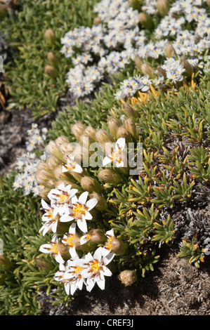 Burkartia lanigera,Polygala darwiniana backgroud Parque National Monte Leon costa atlantica Santa Cruz provincia argentina Foto Stock