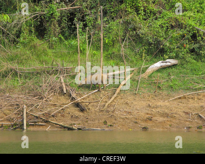 Andaman suino selvatico (Sus scrofa andamanensis, Sus andamanensis), alla riva del lago in corrispondenza del bordo della foresta pluviale tropicale, Thailandia Phuket, Khao Sok NP Foto Stock