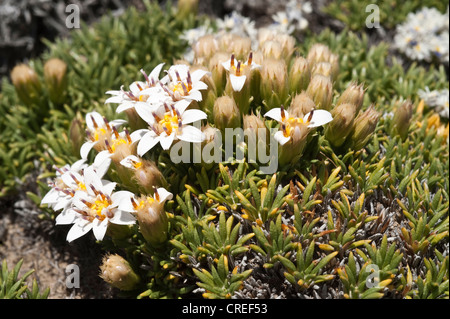 Burkartia lanigera cuscino di piante di fioritura Parque National Monte Leon costa atlantica Santa Cruz Provincia Patagonia Argentina Foto Stock