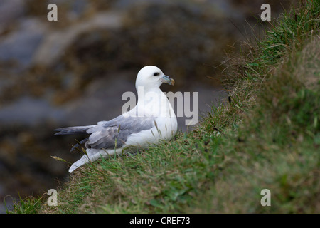 Northern Fulmar Fulmaris glacialis adulto seduto sulla scogliera erbosa Foto Stock