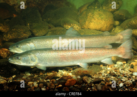 Il salmone del Danubio, huchen (Hucho hucho), giovane, maschio in primo piano Foto Stock