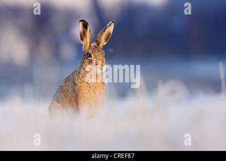 Unione lepre (Lepus europaeus), seduti su un prato con trasformata per forte gradiente gelo; trasformata per forte gradiente di brina sui suoi'orecchie e baffi, in Germania, in Baviera Foto Stock