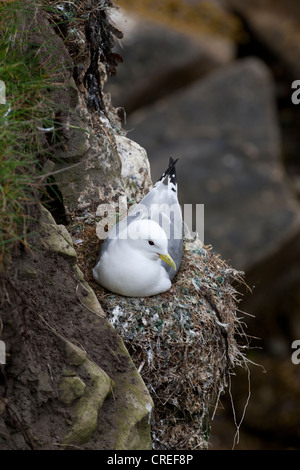 Nero-Kittiwake zampe Rissa tridactyla riproduttori adulti piumaggio nido seduta sulla scogliera sul mare Foto Stock