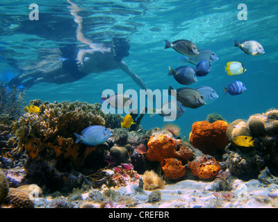 L'uomo underwater snorkeling su una colorata barriera corallina con scuola di pesce tropicale