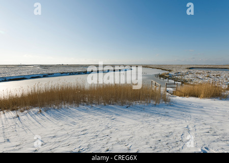 Mayenswarf su Hallig Langeness, Holm, in inverno, Frisia settentrionale, Germania settentrionale, Germania, Europa Foto Stock