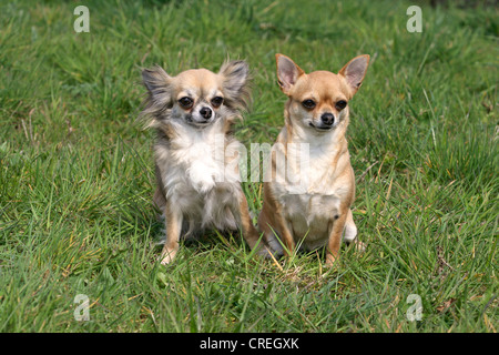 Chihuahua (Canis lupus f. familiaris), due individui , con i capelli lunghi e a pelo corto seduto accanto a ciascun altro su un prato Foto Stock