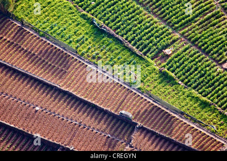 Campi in prossimità di Camara de Lobos, Madeira, Portogallo, Europa Foto Stock