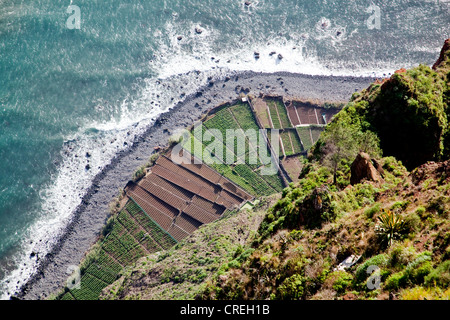 Campi sulla costa atlantica, in corrispondenza del fondo del 580-metro-alta Cabo Girao scogliera vicino , Portogallo, Europa Foto Stock