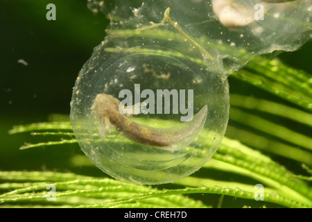 (Axolotl Ambystoma mexicanum), uova con traslucido larva immediatelly prima cova Foto Stock