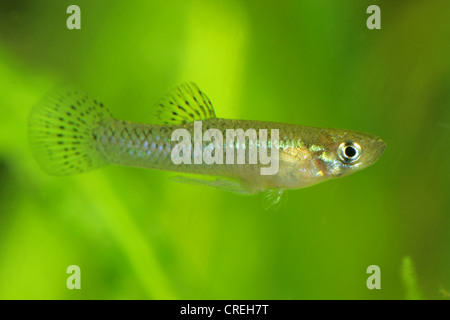 Pesce di zanzara, mosquitofish (Gambusia affinis), maschio, Turchia Antalya Foto Stock