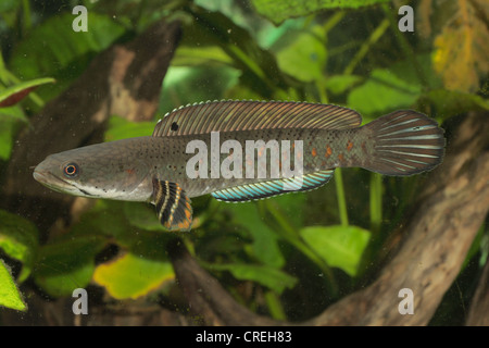 Striped snakehead (Channa striatus), 20 cm, nuoto Foto Stock