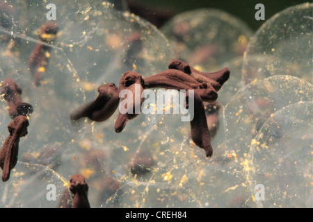 Rana comune, erba (rana temporaria rana), Girini su spawn grumi, in Germania, in Baviera Foto Stock