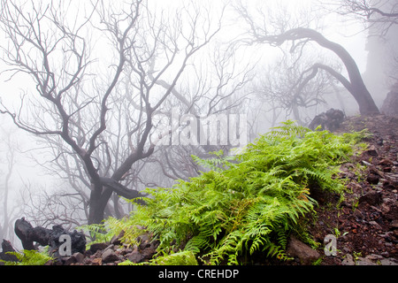 Felci nella nebbia di fronte alberi bruciati dopo un incendio di foresta, sentiero da Pico do Arieiro a Pico Ruivo, Madeira, Portogallo, Europa Foto Stock