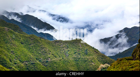 Laurisilva foresta laurel, Sito Patrimonio Mondiale dell'UNESCO a Rabacal, Madeira, Portogallo, Europa Foto Stock