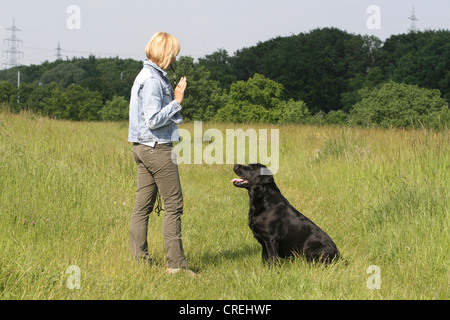 Il Labrador Retriever (Canis lupus f. familiaris), donna la formazione di un cane Foto Stock