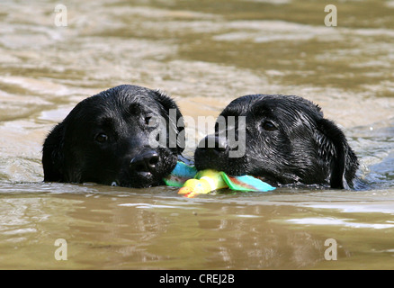 Il Labrador Retriever (Canis lupus f. familiaris), due individui di nuoto con manichini nelle loro bocche Foto Stock