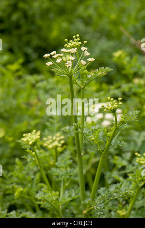 La cicuta acqua-dropwort, Oenanthe crocata Foto Stock