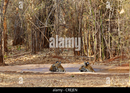 Due cuccioli di tigre il raffreddamento in waterhole nella giungla Tadoba, India Foto Stock