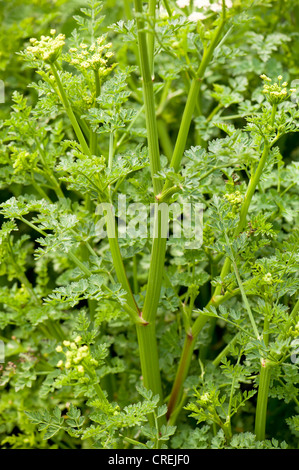 La cicuta acqua-dropwort, Oenanthe crocata Foto Stock