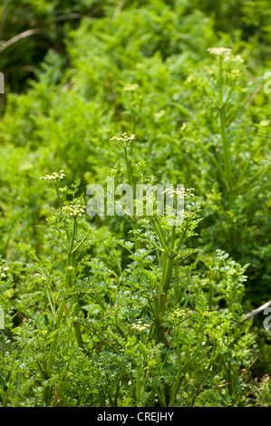 La cicuta acqua-dropwort, Oenanthe crocata Foto Stock