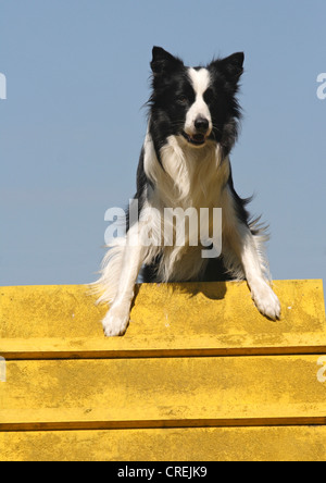 Border Collie (Canis lupus f. familiaris), arrampicata su un ostacolo Foto Stock