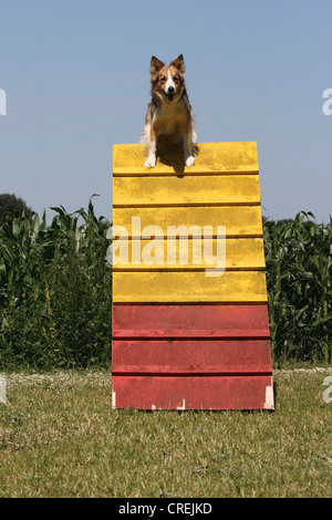 Border Collie (Canis lupus f. familiaris), arrampicata su un ostacolo Foto Stock