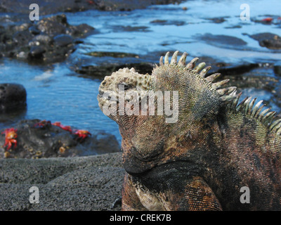 Iguana marina, Galapagos iguane marine (Amblyrhynchus cristatus), iguana sull isola di Santiago in le isole Galapagos, Ecuador Isole Galapagos, Galapagos Foto Stock