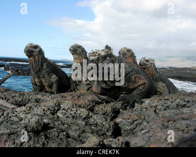 Iguana marina, Galapagos iguane marine (Amblyrhynchus cristatus), iguana sull isola di Santiago in le isole Galapagos, Ecuador Isole Galapagos, Galapagos Foto Stock