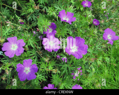 BLOODY CRANESBILL Geranium sanguineum. Pianta erbacea perenne fornita. Foto Tony Gale Foto Stock