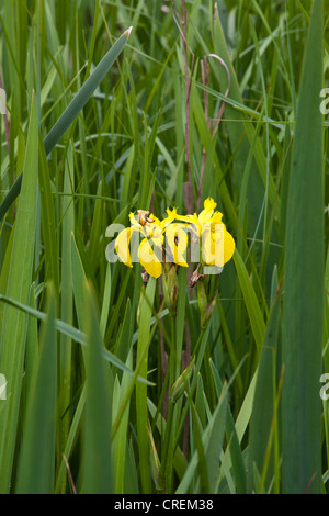 Iridi in canne Foto Stock
