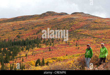 Due donne escursionismo in sub tundra alpina, estate indiana, le foglie in autunno i colori dell'autunno, nei pressi di pesce di lago, Yukon Territory, Canada Foto Stock