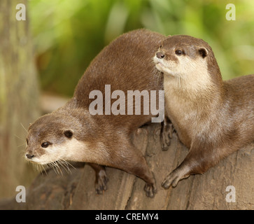 Una coppia di Lontra europea Foto Stock