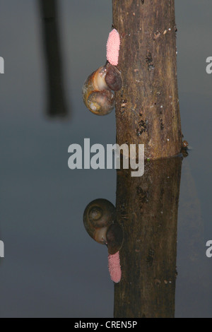 Lumache di apple (Ampullariidae), femmina deposizione delle uova con specchio picture omn superficie di acqua, Thailandia Phuket, Rajjaphapa lago Foto Stock