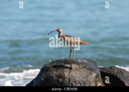 Whimbrel (Numenius phaeopus), in piedi sulla roccia di fronte al mare, Thailandia Phuket, Khao Lak Parco Nazionale Foto Stock