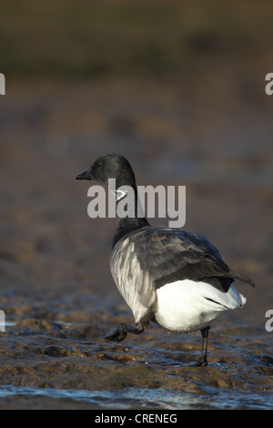 Un pallido panciuto Brent Goose (Branta bernicla hrota) Foto Stock