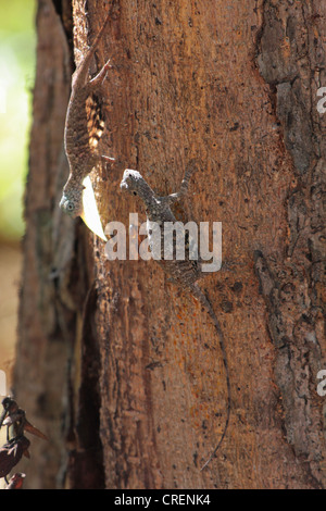 Flying Dragon, Flying Lizard (Draco volans), di sesso maschile e femminile in un tronco di albero, Thailandia Phuket, Khao Sok National Park Foto Stock