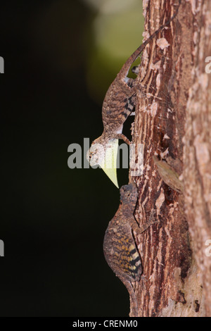 Flying Dragon, Flying Lizard (Draco volans), di sesso maschile e femminile in un tronco di albero, maschio mostra caratteristica impressionando behavier, Thailandia Phuket, Khao Sok National Park Foto Stock