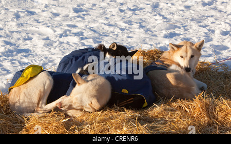 Appoggio slitte trainate da cani, cane giacche, Alaskan Huskies, paglia, Pelly Crossing checkpoint, Yukon Quest 1, 000-mile International Sled Foto Stock