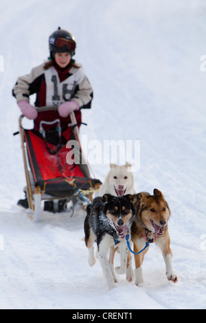 Bambino di pastosità Alaskan Huskies, esecuzione di slitte trainate da cani, cane team, lo sleddog, Carbonio Hill corsa di cani da slitta, Mt. Lorne, vicino a Whitehorse Foto Stock