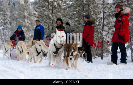 Alaskan Huskies, esecuzione di slitte trainate da cani, cane team, lo sleddog, pastosità, Carbonio Hill corsa di cani da slitta, Mt. Lorne, vicino a Whitehorse Foto Stock