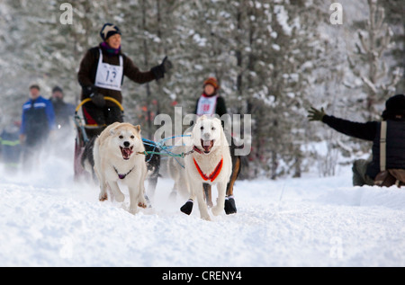 Alaskan Huskies, esecuzione di slitte trainate da cani, cane team, lo sleddog, pastosità, Carbonio Hill corsa di cani da slitta, Mt. Lorne, vicino a Whitehorse Foto Stock