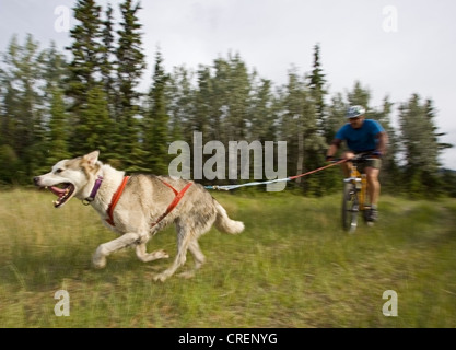 Alaskan Husky, tirando una mountain bike, uomo bikejoring, bikejoering, cane sport, terra asciutta Sled Dog Race, Yukon Territory, Canada Foto Stock