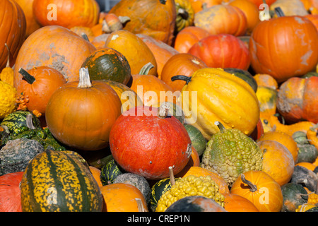 Varie zucche Foto Stock